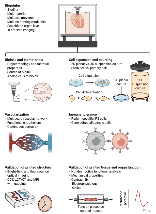 《SCIENCE TRANSLATIONAL MEDICINE》：生物3D打印人体组织及其临床应用 